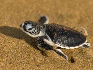 Turtle Islands National Park